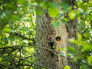 26th May 2025 - Mysterious Hole in the Tree