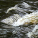 The River Wild