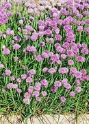 26th May 2025 - Chives