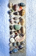 27th May 2025 - Collected on the beach. 