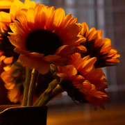 26th May 2025 - Sunny colors on  a black and white day