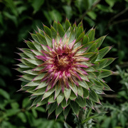 24th May 2025 - Musk Thistle
