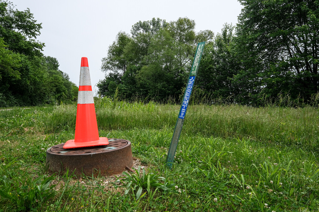 Wild Cone by lsquared