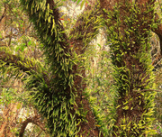 27th May 2025 - Pyrrosia eleagnifolia,