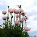 Roadside Poppies