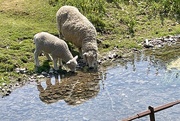 27th May 2025 - a cooling drink from the brook