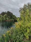 27th May 2025 - Lots of Bearded Irises on the edge of the lake