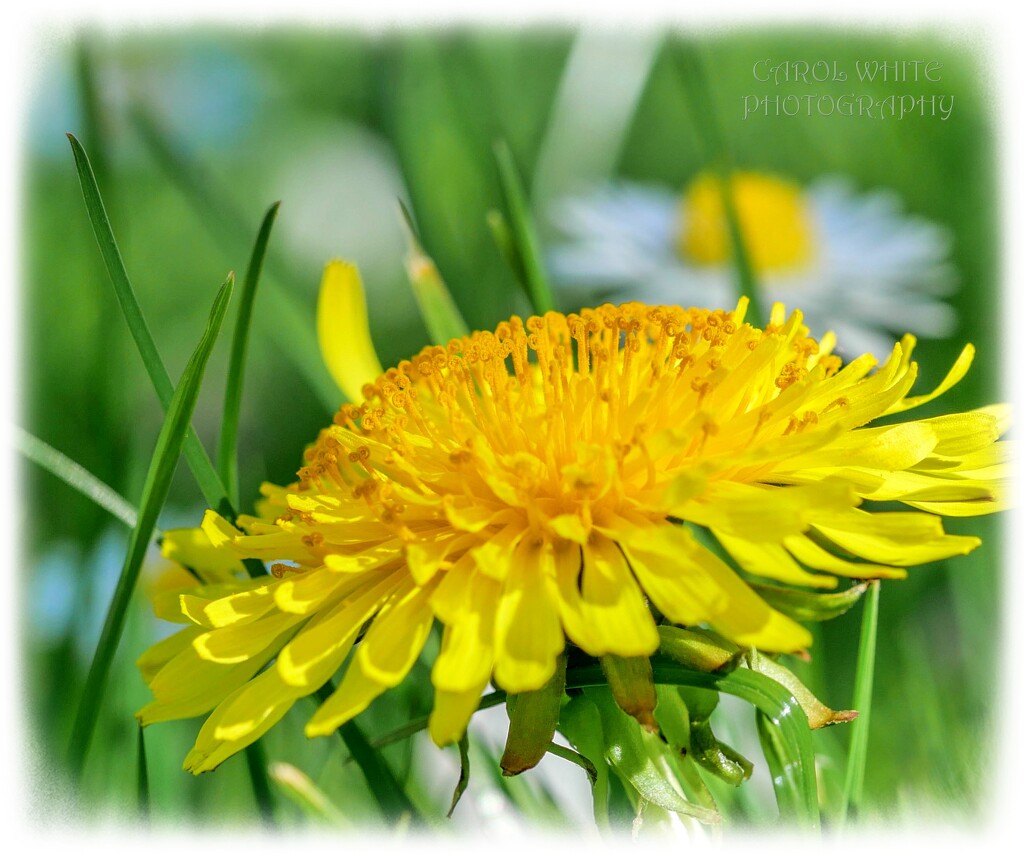 Dandelion by carolmw
