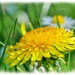 Dandelion