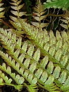 27th May 2025 - Ferns