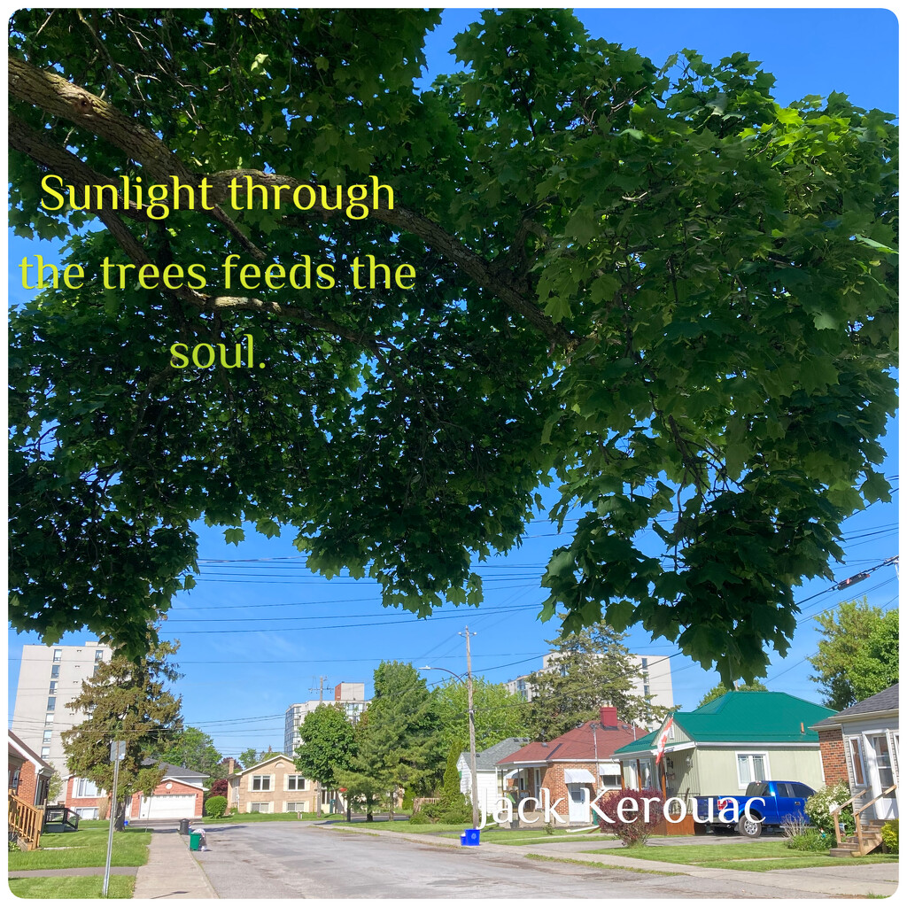 Sunlight Through the Trees by spanishliz