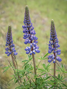 27th May 2025 - Lupins