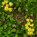 Arnica?