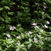Wild geranium 
