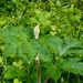 Cow parsnip