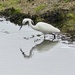 Little Egret at Buckler's Hard