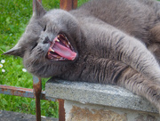 27th May 2025 - Lara yawns