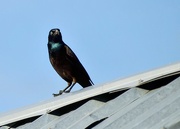 27th May 2025 - Grackle 