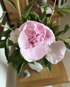 27th May 2025 - Peony 
