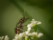 27th May 2025 - The Beetle
