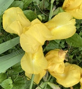 27th May 2025 - My friend has lovely yellow iris.