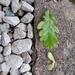 half 20mm limestone chippings
