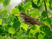 27th May 2025 - Female Rose-breasted Grosbeak