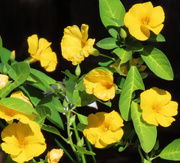 28th May 2025 - Yellow Flax Flower ~