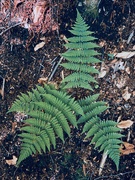 27th May 2025 - Sweet Fern