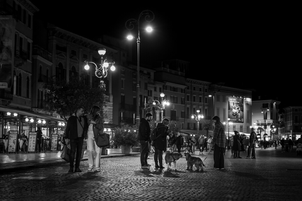 Dogs are Magnets by jyokota