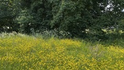 28th May 2025 - yellow and green