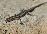 28th May 2025 - Buchanan's snake-eyed skink P5284378