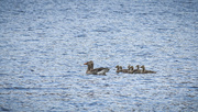 28th May 2025 - Greylag geese