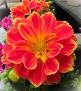 28th May 2025 - Dahlia, Orange Flame..