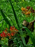 28th May 2025 - Garden in the Rain
