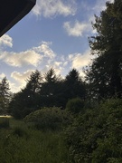 28th May 2025 - Sky and trees