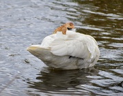 28th May 2025 - Swan At Rest...