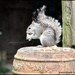 Greedy squirrel