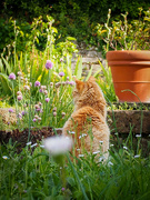 28th May 2025 - Mimí - the cat