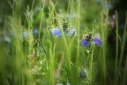 28th May 2025 - Love-in-a-mist