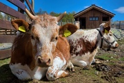 28th May 2025 - Telemark cattle