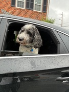 29th May 2025 - Back Seat Driver