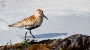 28th May 2025 - Dunlin