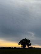 28th May 2025 - Golden horizon