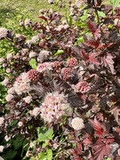 26th May 2025 - Spring is beautiful 