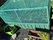 28th May 2025 - Proud of growing my own vegetables 😉