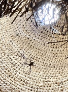 29th May 2025 - Spiders. 