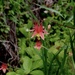 Red Columbine 