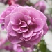 Tickled pink… by beverley365