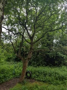 29th May 2025 - Great place for a swing 